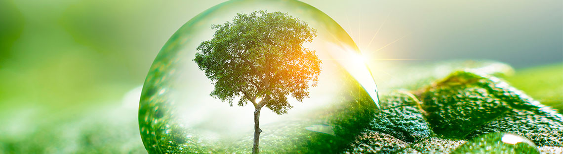 UNESCO Viva con Agua Umwelt Wasser Baum